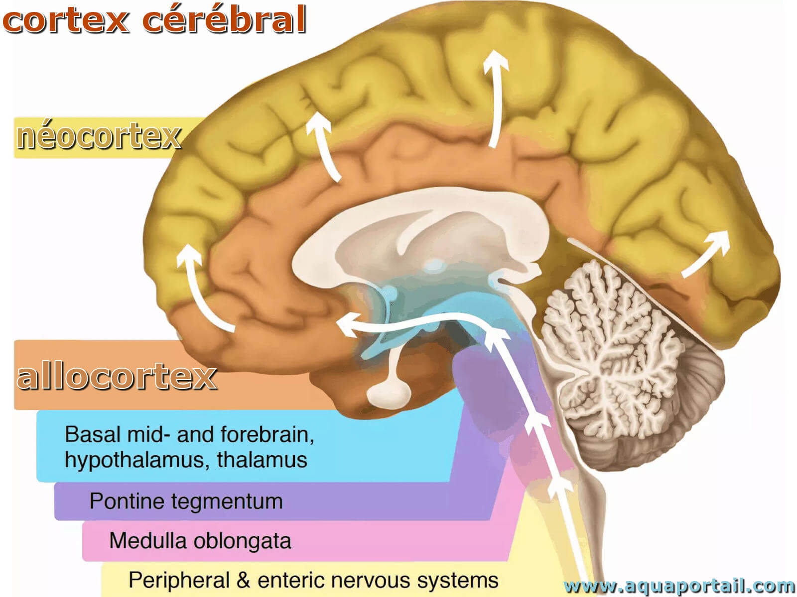 image of the brain showing the various parts including the neocortex