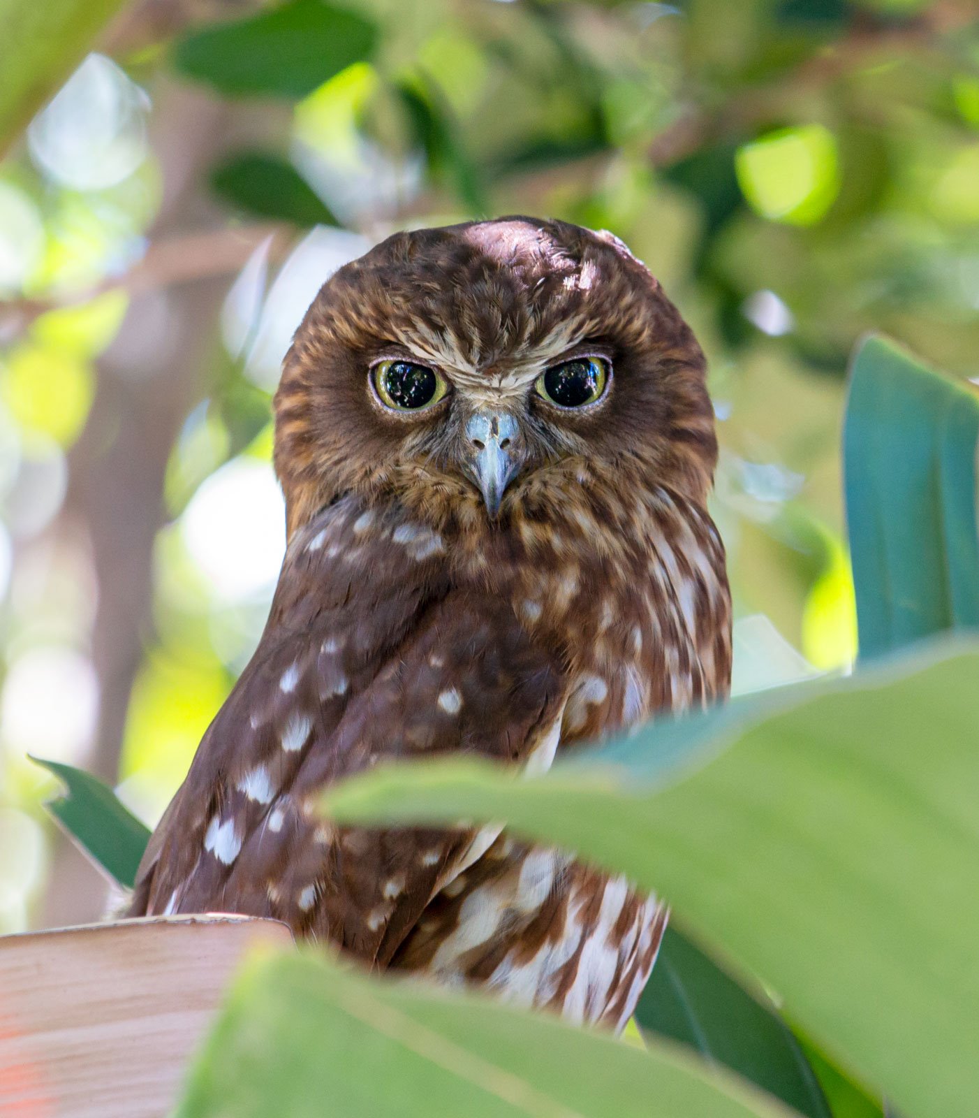 An owl peers out from a shady branch