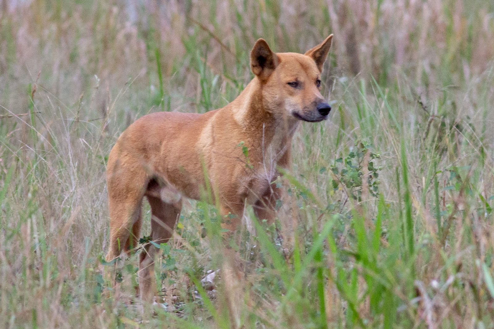 A dingo stands alert